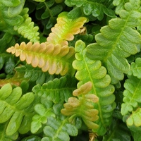 Blechnum penna-marina 